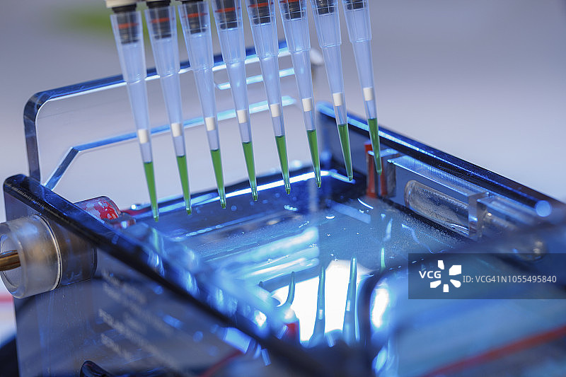 用于凝胶电泳的移液管取样图片素材