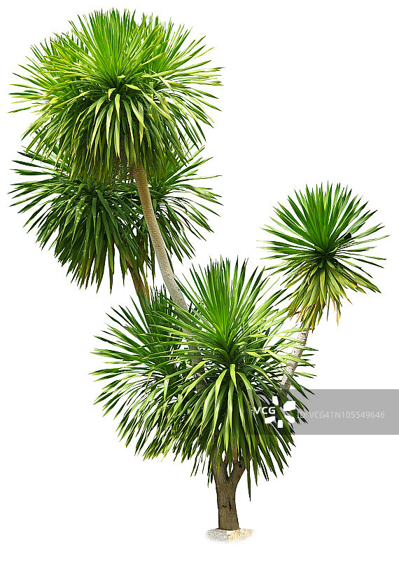 孤立的树图片素材