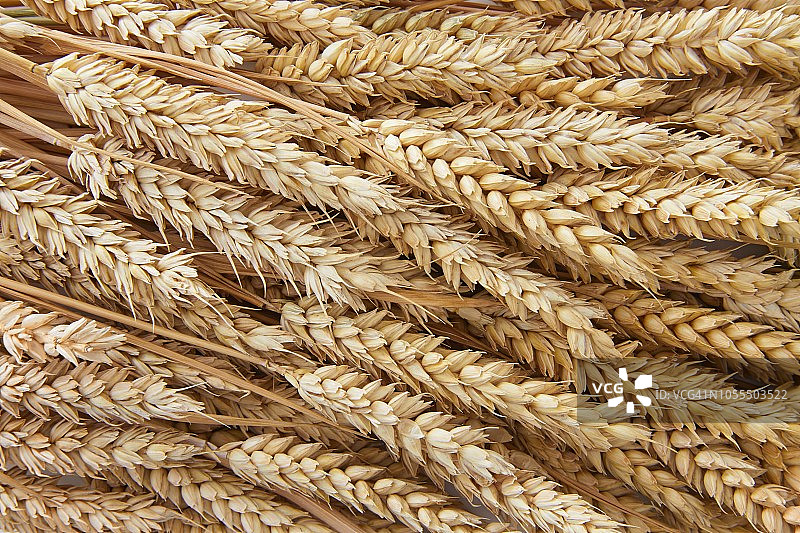 麦穗特写图片素材