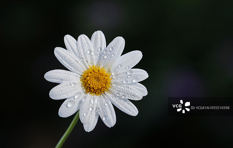 深色背景中的白色雏菊图片素材