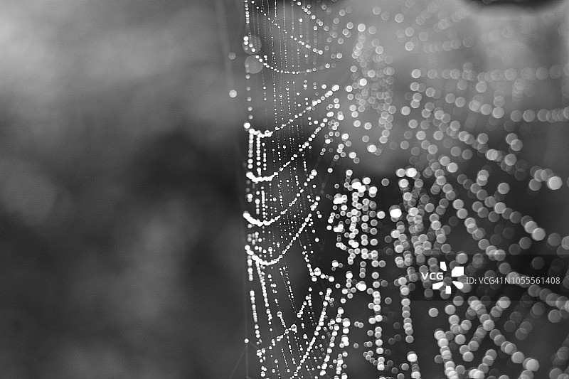 黑白蜘蛛网图片素材