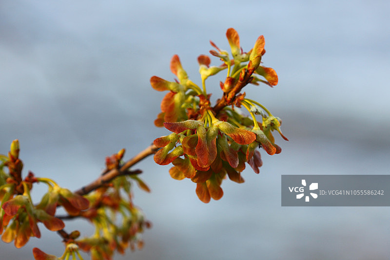 枫树翅果图片素材