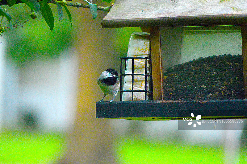 戴黑帽的北美山雀在喂食器上图片素材