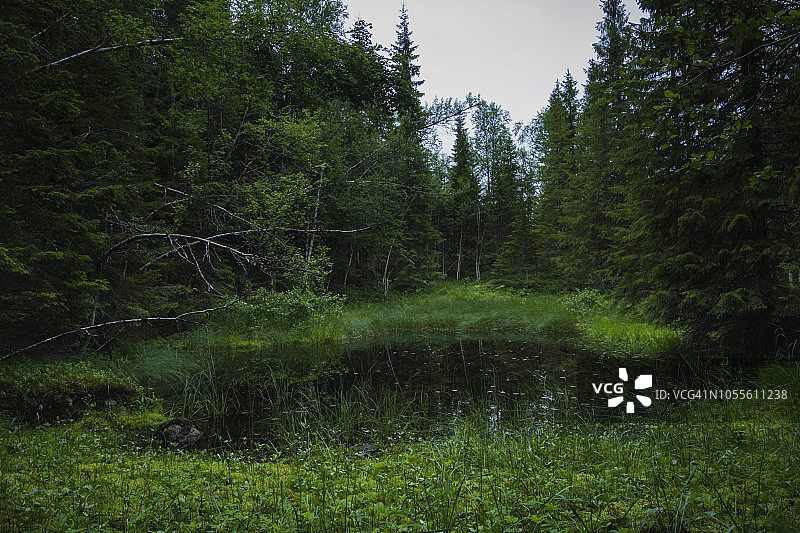 森林中的神秘池塘图片素材