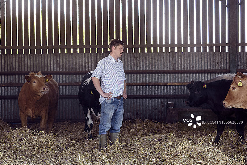 农民站在牛棚里图片素材