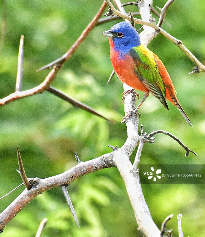 荆棘丛上的彩绘鹀图片素材