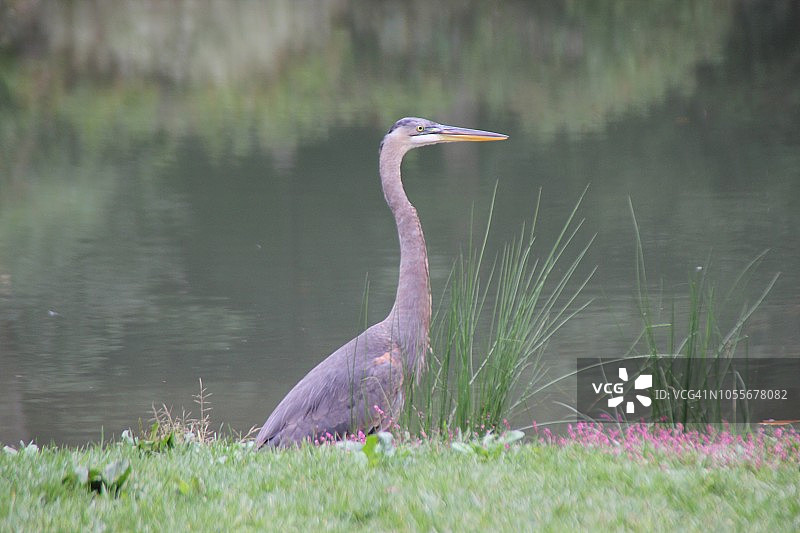 大蓝鹭图片素材