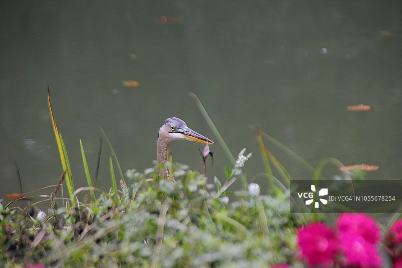 大蓝鹭图片素材