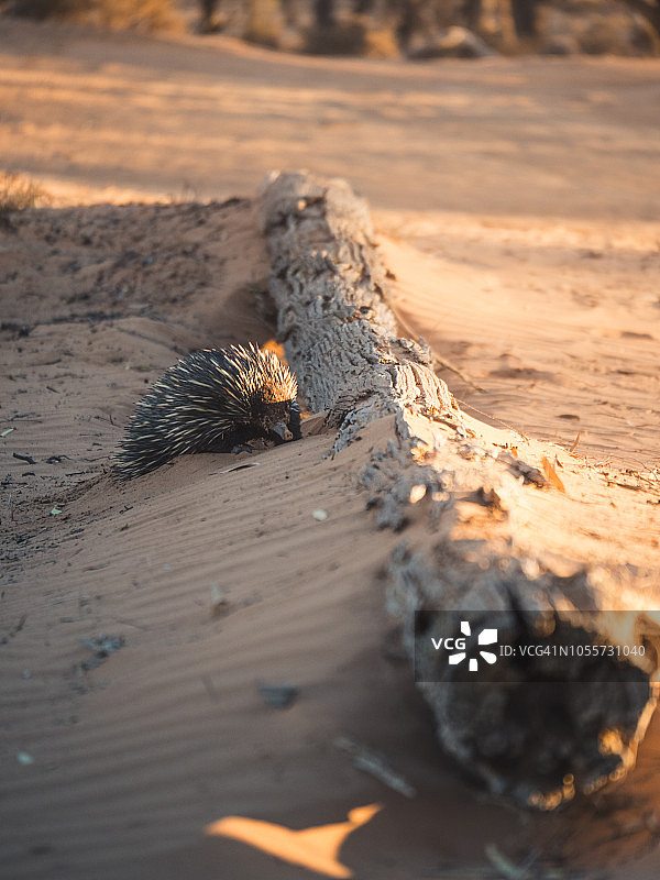 针鼹在圆木下觅食图片素材