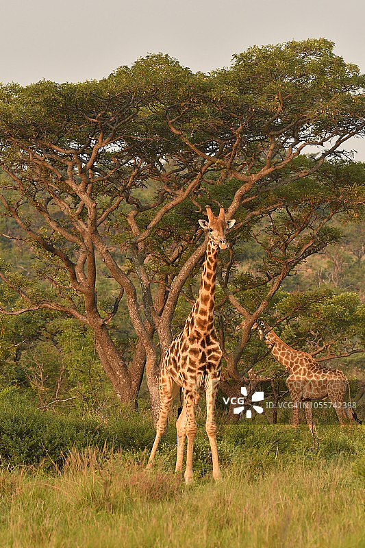 南非高树下的野生长颈鹿图片素材