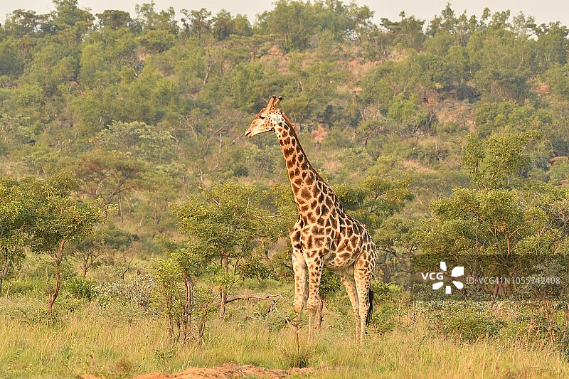 南非灌木丛中的野生长颈鹿图片素材