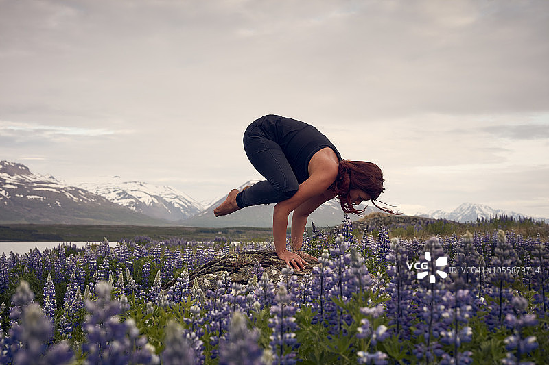 乌鸦站在开满羽扇豆的草地上图片素材