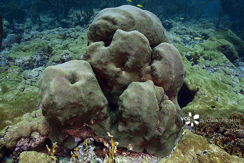 山状星珊瑚图片素材