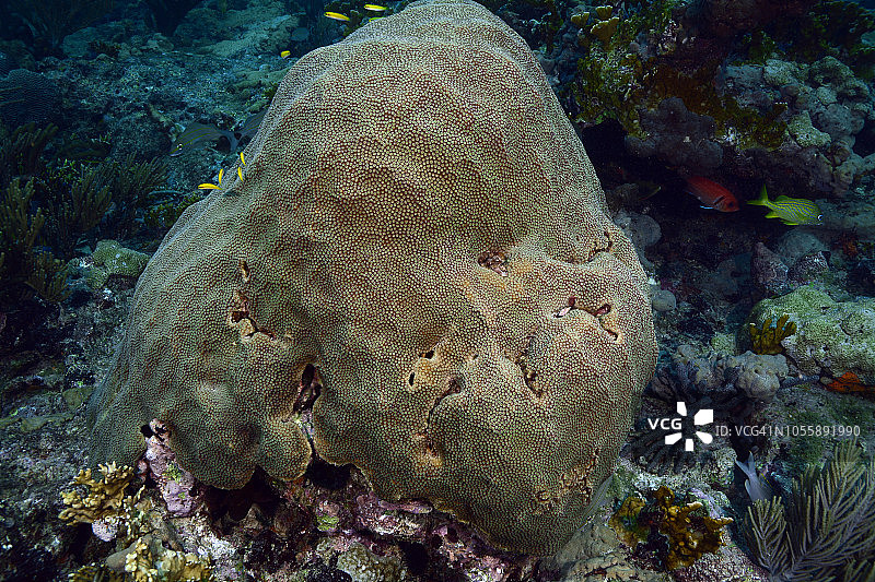 刃状火珊瑚图片素材