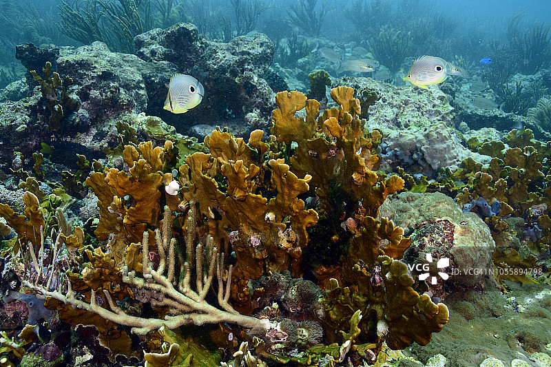 刃状火珊瑚图片素材