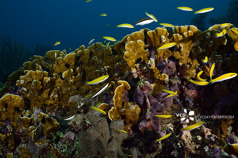 刃状火珊瑚图片素材