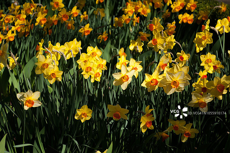 Delibes水仙花图片素材