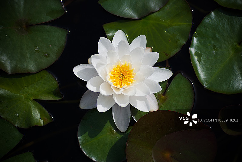 白色睡莲图片素材