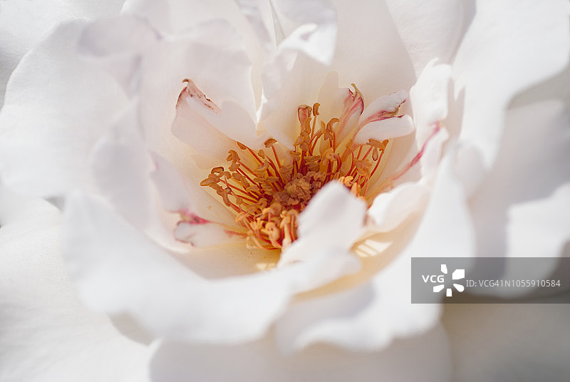 杰奎琳·杜普蕾（哈瓦那）玫瑰图片素材