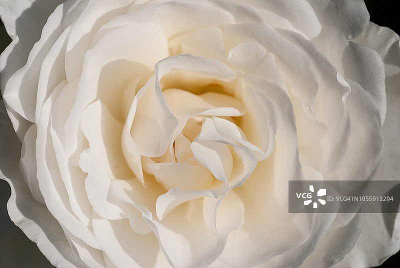 冰山白玫瑰花图片素材