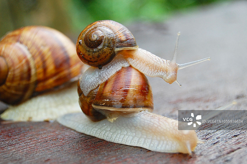 罗马尼亚的鸽子图片素材