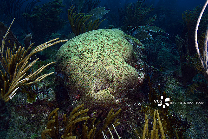脑纹珊瑚图片素材