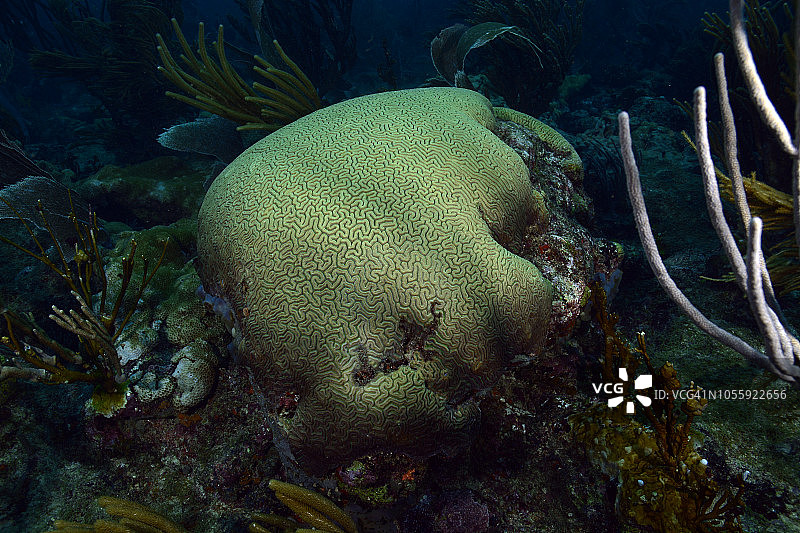 脑纹珊瑚图片素材