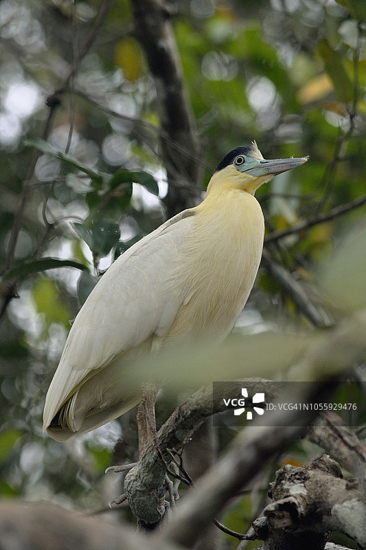 戴帽的苍鹭图片素材