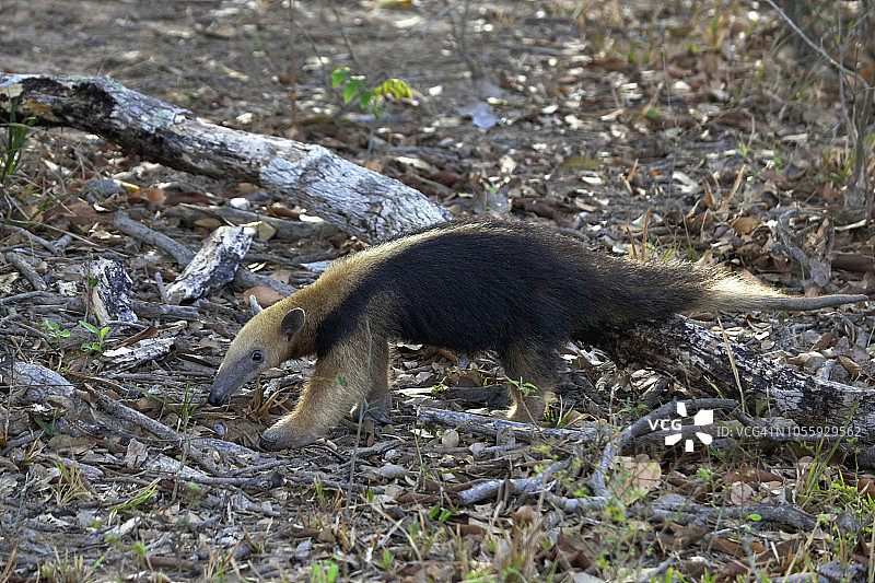 南部小食蚁兽图片素材