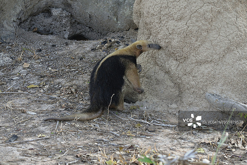 南部小食蚁兽图片素材