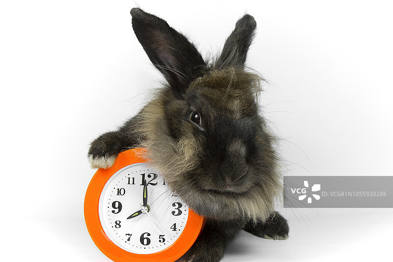 动物和手表图片素材