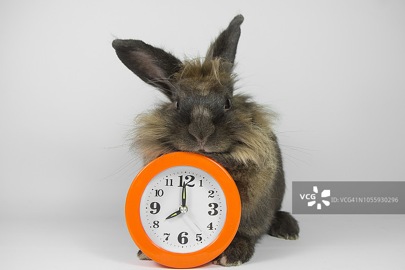 动物和手表图片素材