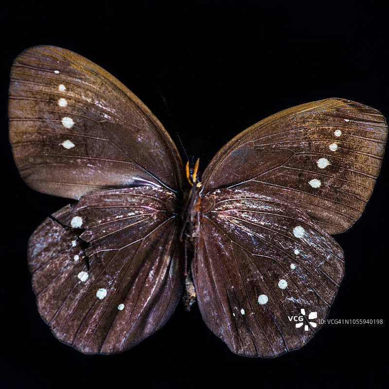 大型森林神蝴蝶图片素材