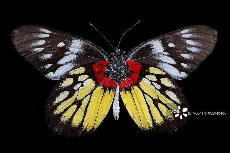 蝴蝶（白斑蛱蝶）图片素材