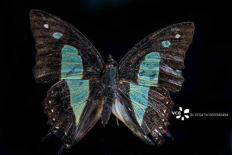 蝴蝶（苎麻珍蝶）图片素材