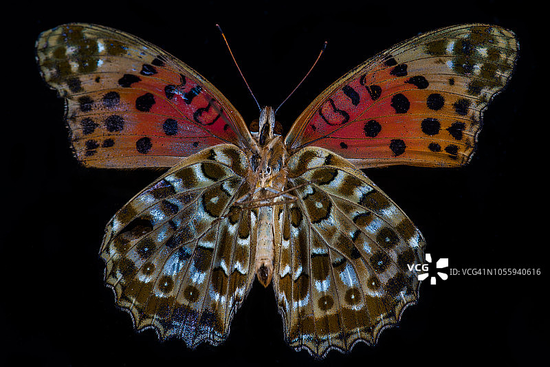 蝴蝶（大紫蛱蝶）图片素材