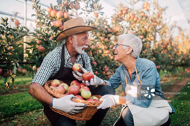 老年夫妇在花园里采摘苹果图片素材