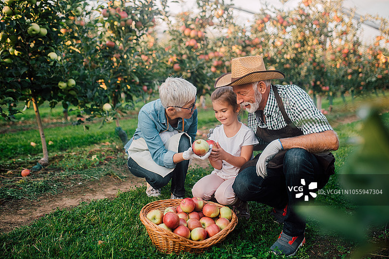 老年夫妇给孙子/孙女一个苹果图片素材