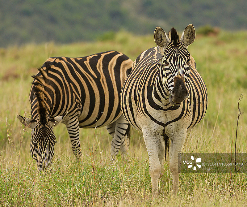 伊塔拉的斑马图片素材