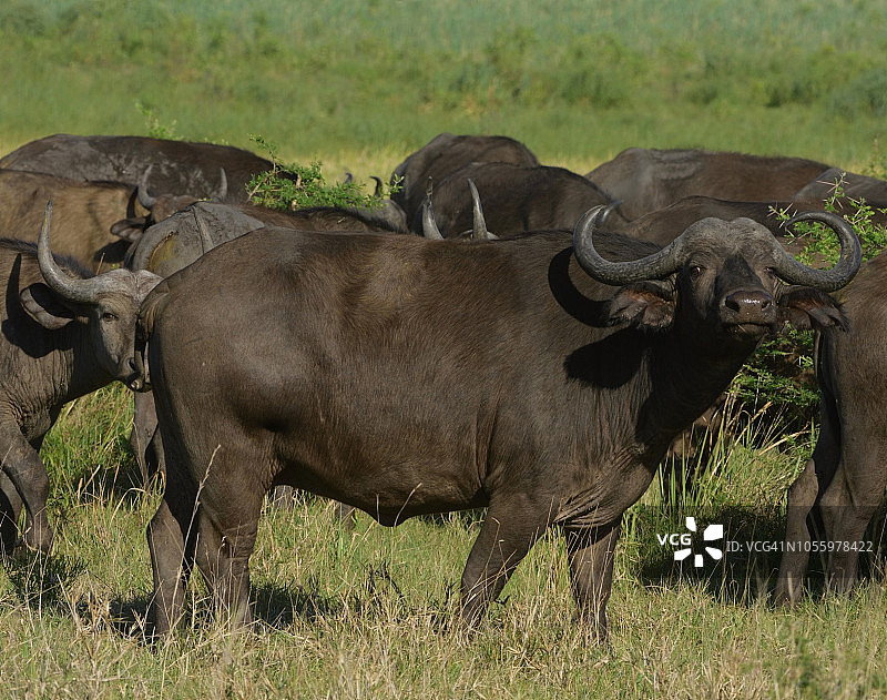 美洲野牛群图片素材