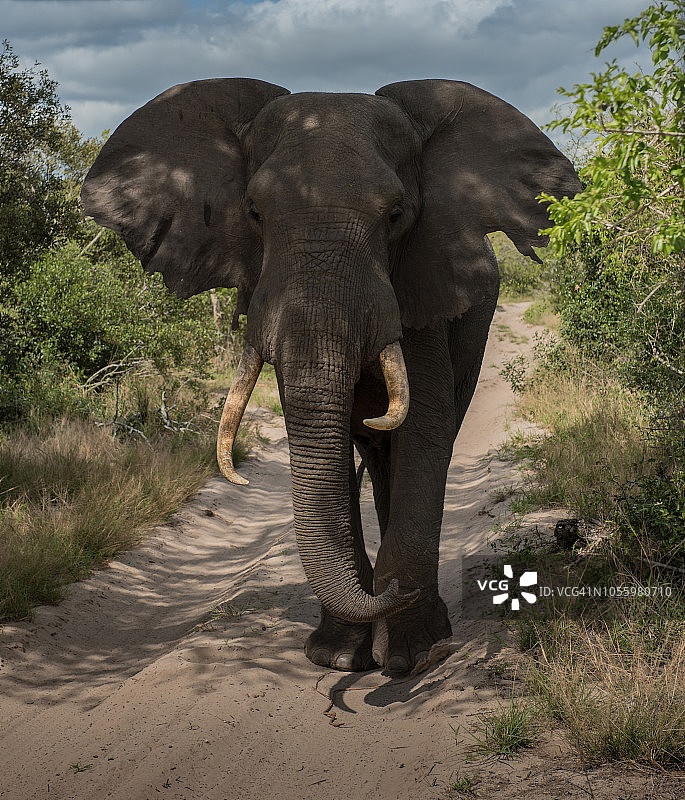 特姆贝大象图片素材