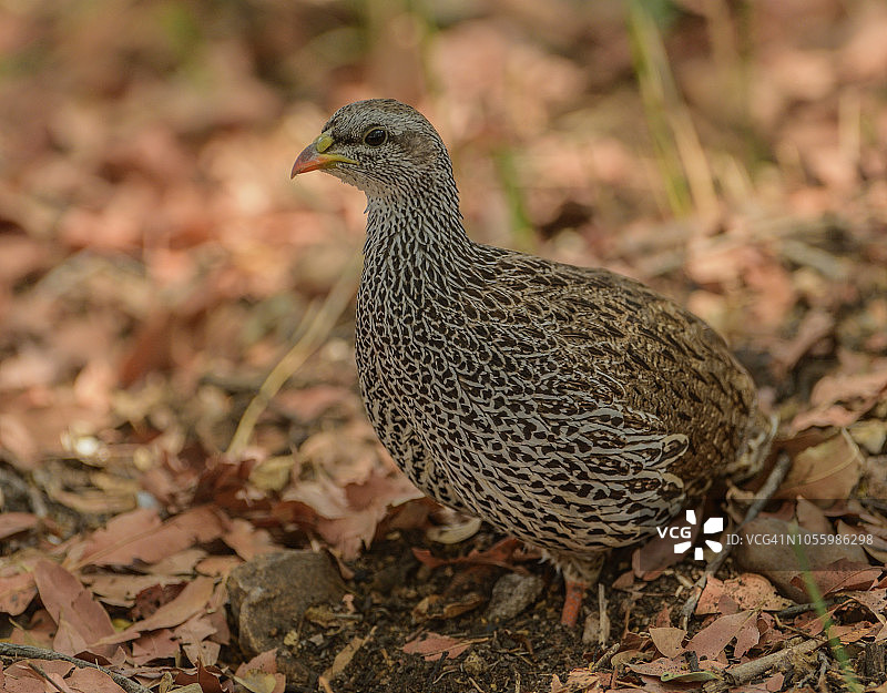 法兰克林鸟图片素材