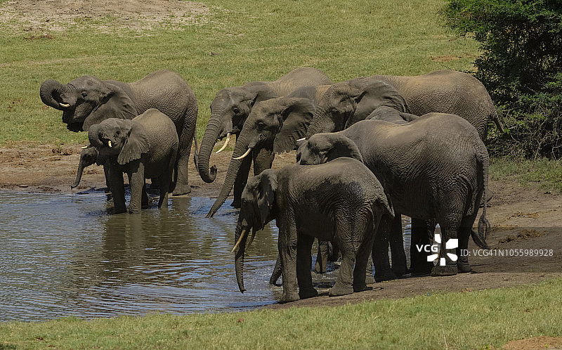 在水边饮用图片素材