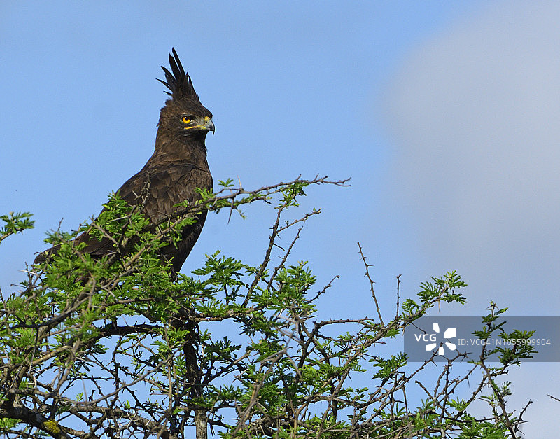 长冠鹰图片素材