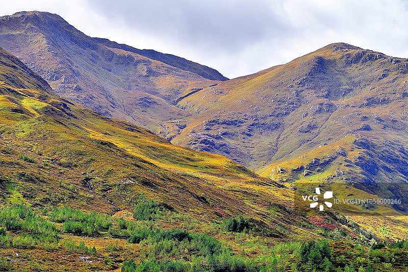 石楠花和高地纹理图片素材