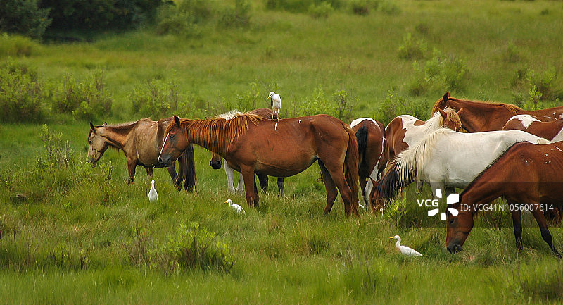 野马和牛背鹭图片素材
