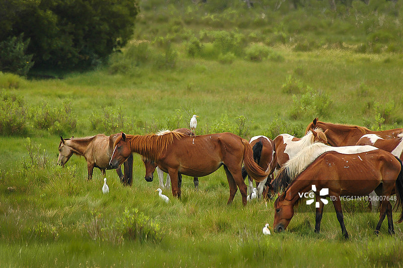 野马和牛背鹭图片素材