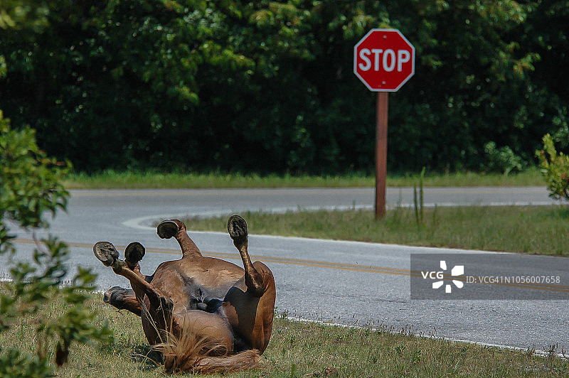 在地上打滚的阿萨蒂格小马驹图片素材