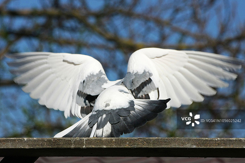 飞翔的鸽子，羽毛和翅膀，动物，罗马尼亚图片素材