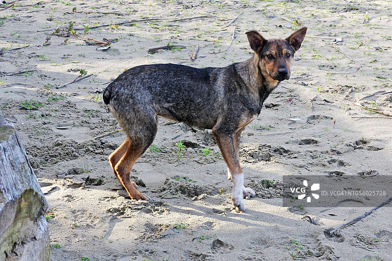 罗马尼亚街头的流浪狗图片素材